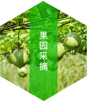 果园采摘